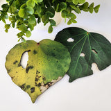 Pop Out Kawakawa Leaves Wall Art