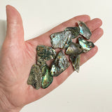 Bag of 10 Polished Paua Pieces with Hole for Cord or Wire